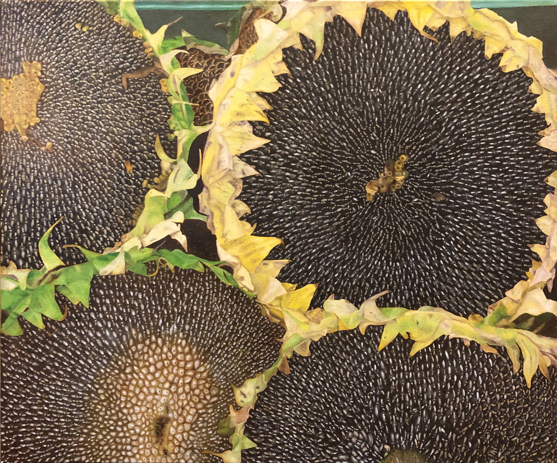 Sunflowers